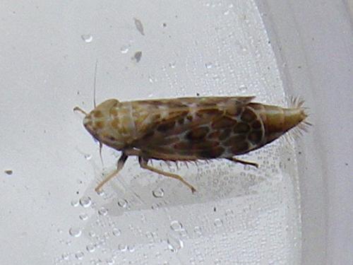 Errastunus ocellaris